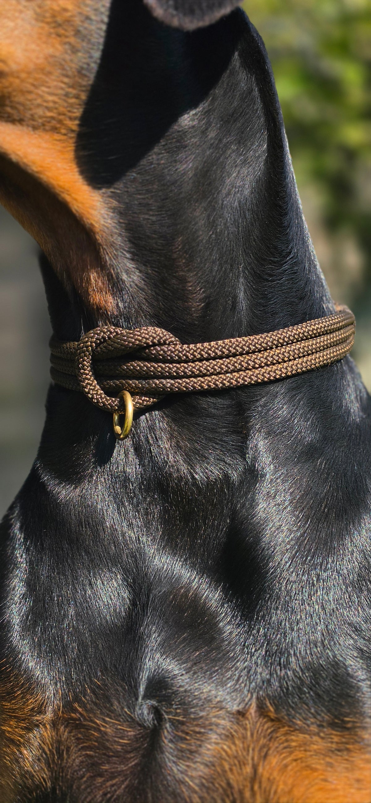 The Carrick Collar