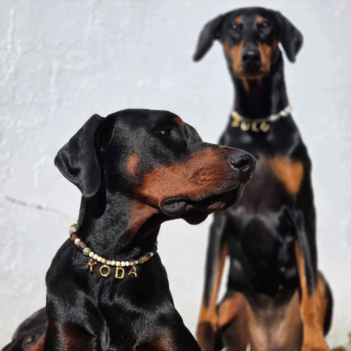 For dogs